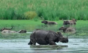 Lũ lụt nhấn chìm công viên Ấn Độ, voi và tê giác tháo chạy Lũ lụt nhấn chìm công viên Ấn Độ, voi và tê giác tháo chạy
